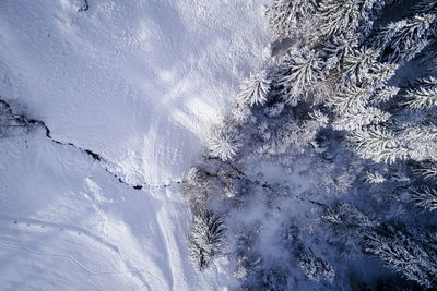 Aerial view of snow covered pine trees in forest during winter