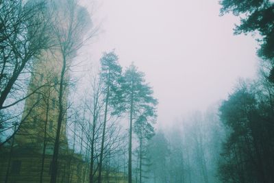 Trees in forest