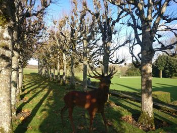 Horse grazing on field against trees