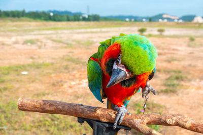 Close-up of parrot perching on branch