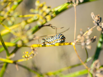 Close-up of bee on plant