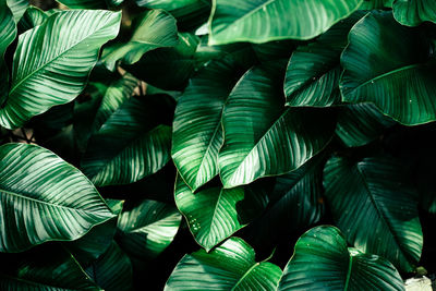 Beautiful leaves background for wallpaper and backdrop