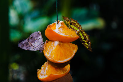 Close-up of butterfly on orange flower