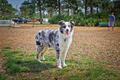 Dog on grass against sky