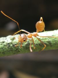 Close-up of ant