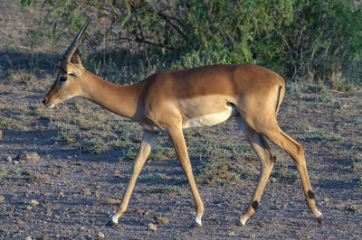 Side view of horse standing on field