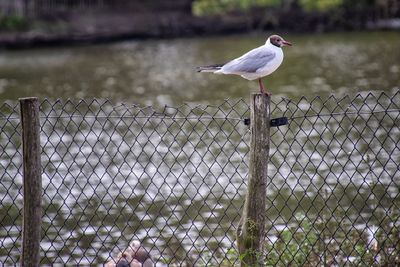 Seagull perching on a fence