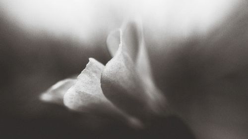 Close-up of rose against blurred background