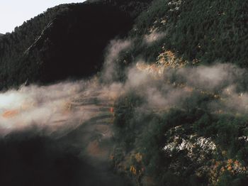 High angle view of trees in forest