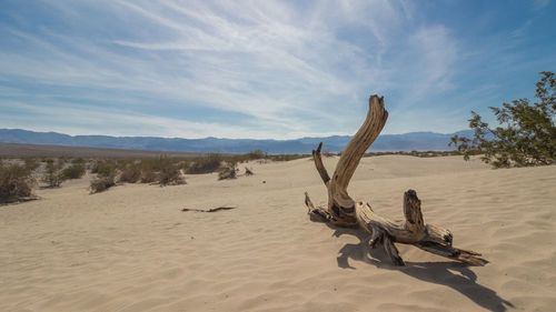 Driftwood on sand at beach against sky