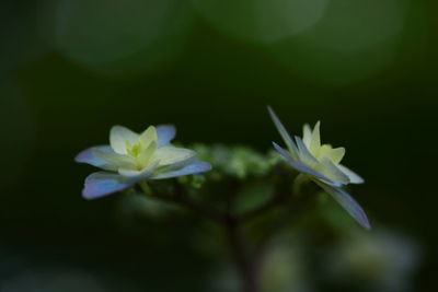 Close-up of white flowers