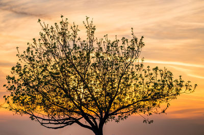 Low angle view of trees against sky at sunset