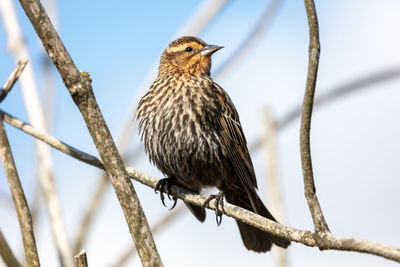 Low angle view of female red winged blackbird perching on branch