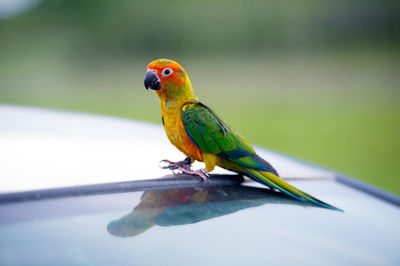 Close-up of parrot perching on leaf