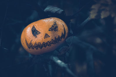 Close-up of orange slice