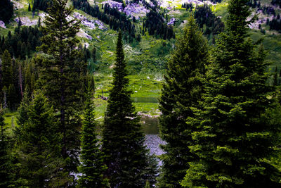 Pine trees in forest