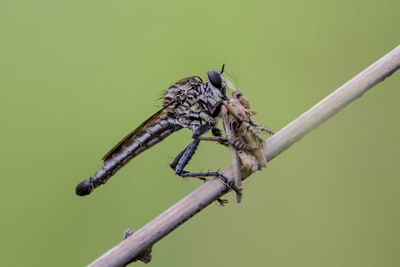 Close-up of dragonfly feeding on insect