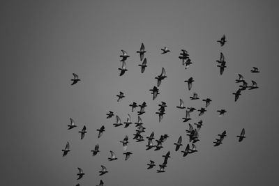 Low angle view of birds flying in sky