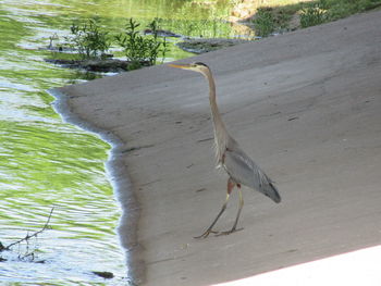 Plant growing by tree trunk