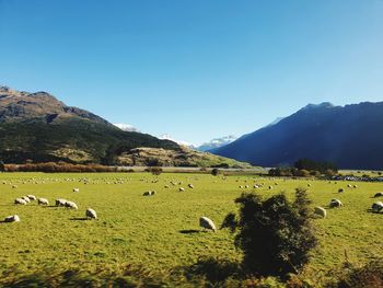 Flock of sheep grazing in field