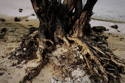 Close-up of tree trunk in water