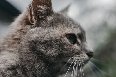 Gray cat looking to the side. selective focus.