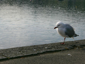 Seagull perching on a lake