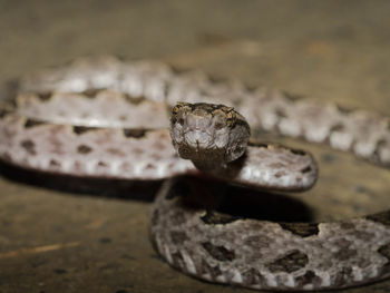 Close-up of snake