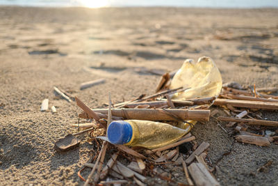 Close-up of shells on sand at beach