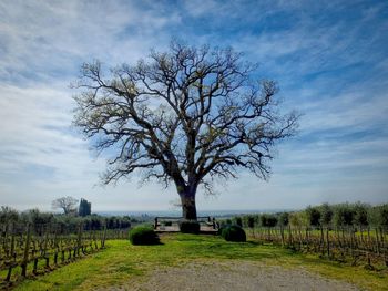 Bare tree on field against sky