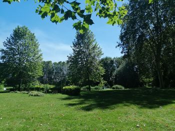 Trees on field against sky