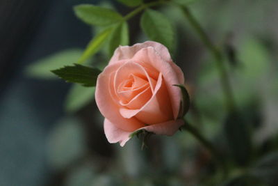 Close-up of flower blooming outdoors