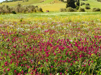 Beautiful meadow full of pink and yellow wild flowers in springtime