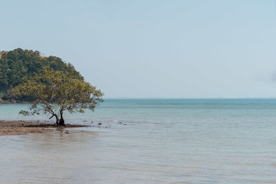 Scenic view of sea against clear sky