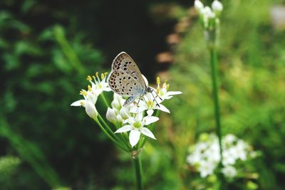 Butterfly on flower