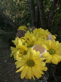 Close-up of yellow flowering plant