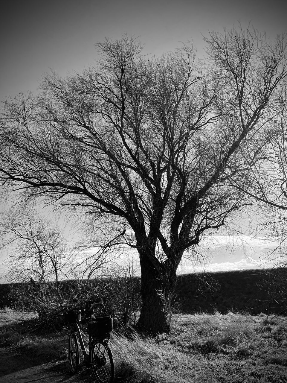 tree, bare tree, black and white, plant, monochrome, monochrome photography, sky, nature, branch, transportation, environment, landscape, land, tranquility, winter, morning, field, darkness, beauty in nature, bicycle, outdoors, scenics - nature, day, tranquil scene, tree trunk, no people, trunk, rural area, silhouette, grass, non-urban scene, white, mode of transportation, black, land vehicle