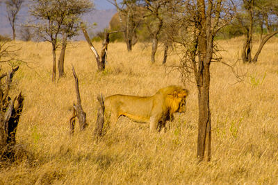 Cat in a field lion 