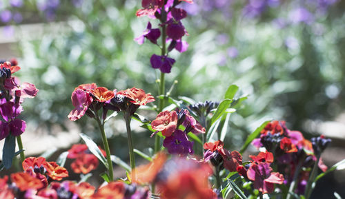 flowering plant