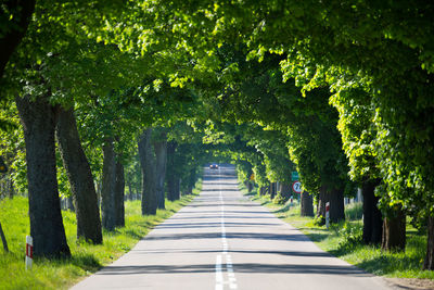 Road amidst trees in city