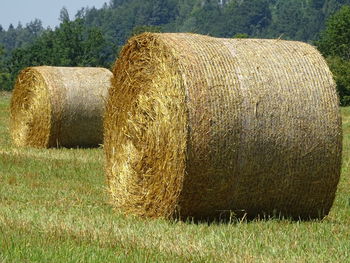 Hay bales on landscape against trees