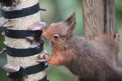 Close-up of squirrel on tree trunk