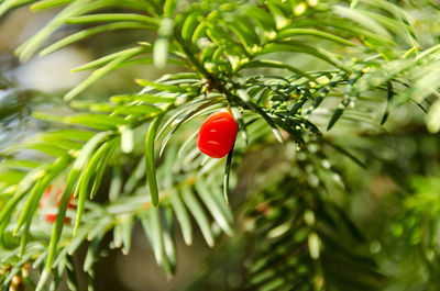 Close-up of red berries on tree