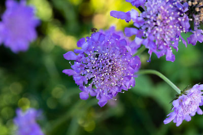 Close-up of bumblebee on purple flowering plant