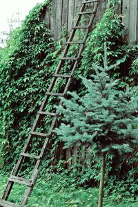 Low angle view of ivy growing on tree