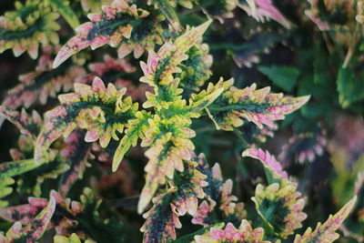 Close-up of pink flowering plant leaves