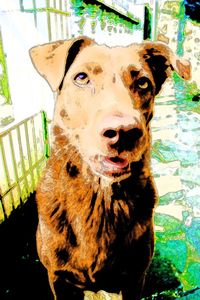 Close-up portrait of a dog