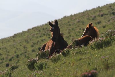 Tilt image of horses relaxing on grassy field