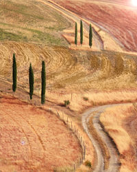 View of agricultural field