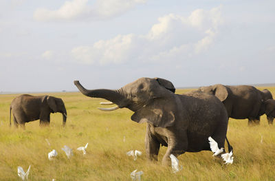 Elephants in a field, amboseli, kenya, africa